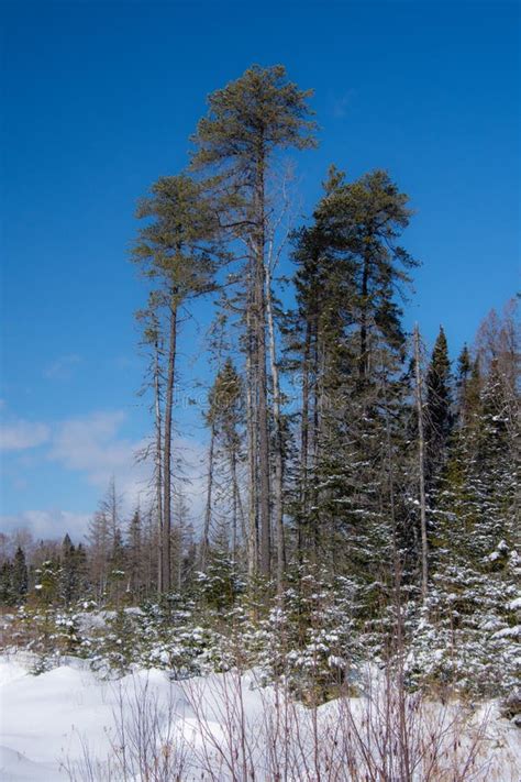 Partial Logging In The Canadian Forest Winter Landsacape On The