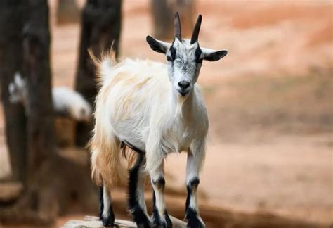 How Much Does A Pygmy Goat Cost Information And Facts Farm And Chill