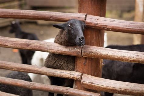 Sheep Domestic Farm Animal Behind The Fence Farm Stock Photo Image