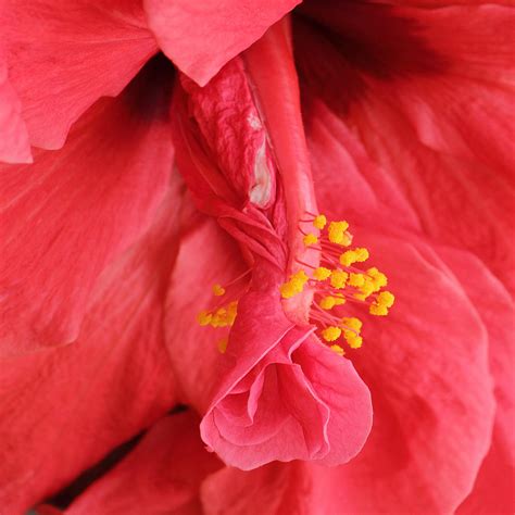 Hibiscus Photograph By Diane Fifield Fine Art America