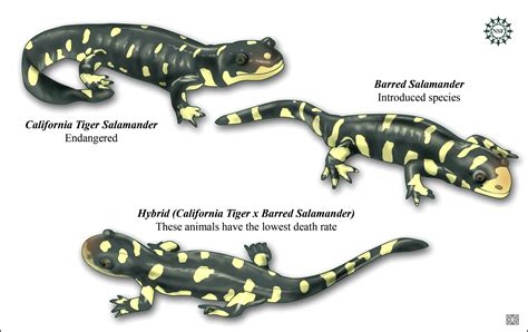 Adult Stage Salamander