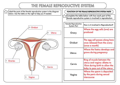 Female Reproductive System Labeling Worksheet Printable Learning How Images And Photos Finder
