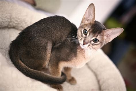 Abyssinian Blue Color Cats 14 Photos Color Features Of Abyssinian