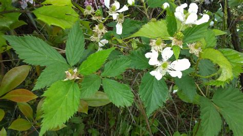 Maryland Biodiversity Project Pennsylvania Blackberry Rubus