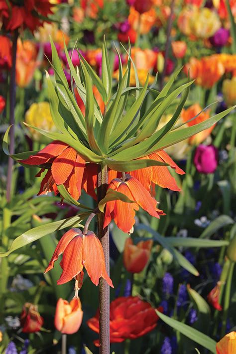 Frilly Dilly The Crown Imperial Fritillaria Main And Broad