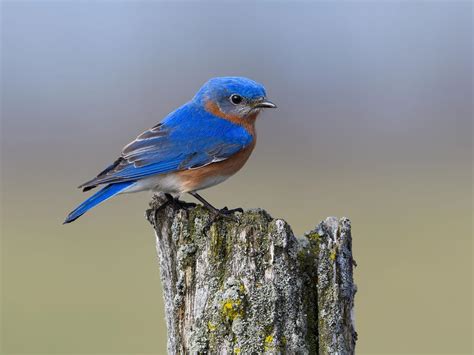 Where Do Eastern Bluebirds Live Habitat Range Birdfact