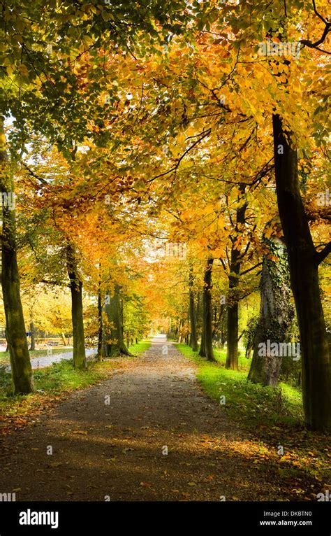 Colorful Autumn Lane With Beech Trees Stock Photo Alamy