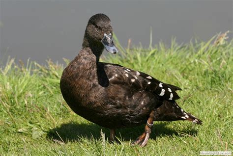 Identify African Black Duck Wildfowl Photography
