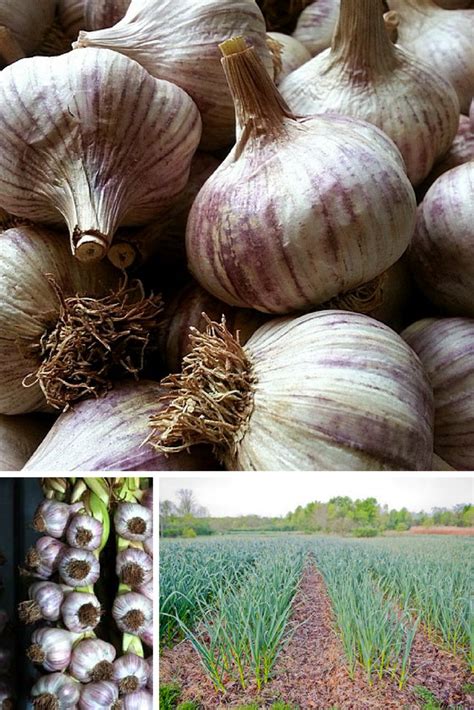 Garlic Is A Powerful Anti Bacterial Anti Viral Herb Garlic Is One Of
