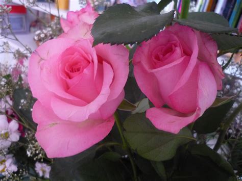 File2 Roses Wikimedia Commons