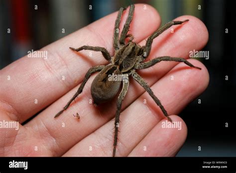 Giant Wolf Spider Size