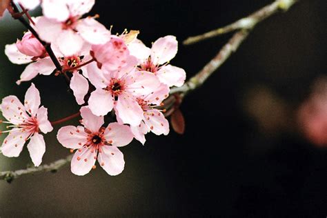 Japanese Cherry Blossom Wallpaper Wallpapersafari