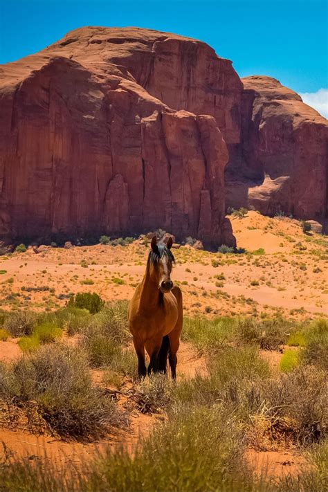 Download Wallpaper 800x1200 Horse Usa Arizona Monument