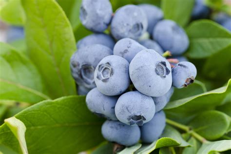 Vernon Rabbiteye Blueberry Plant Isons Nursery And Vineyard