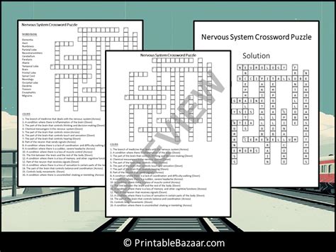 Nervous System Crossword Puzzle Worksheet Activity Teaching Resources
