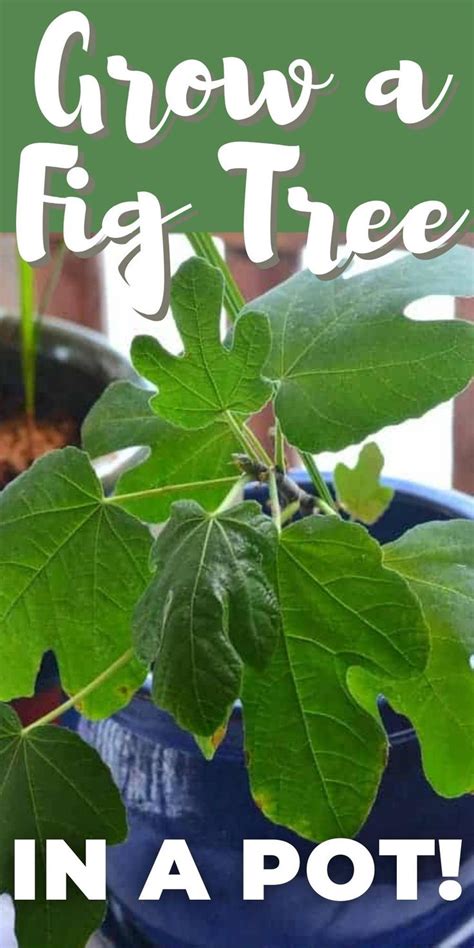 Growing Fig Trees In Containers For A Small Space Harvest Growing Fig