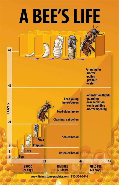 Pin On Honey Bees