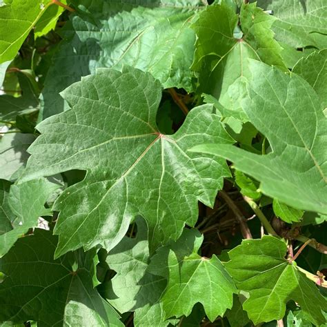 Grape Leaves Harvesting And Freezing For Later Use Gardening At