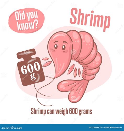 Prawn Interesting Facts About Shrimp Stock Vector Illustration Of