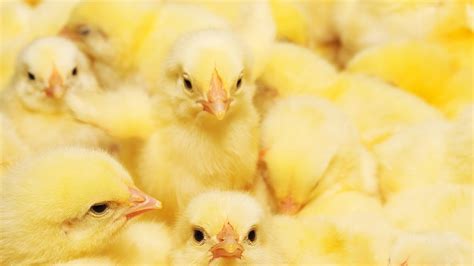 Chicks Farm Placing Baby Chicks In A Chicken Barn Youtube
