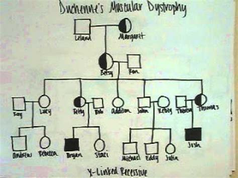 Click the hierarchy category, select the type of. FDSCI Family Pedigree Project Part III - YouTube