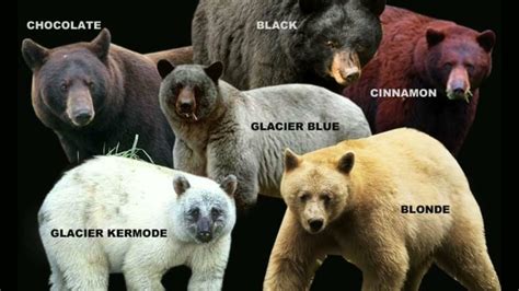 Bear Species 🐻 Types Of Bear Species Animalsworld1275 Polarbear
