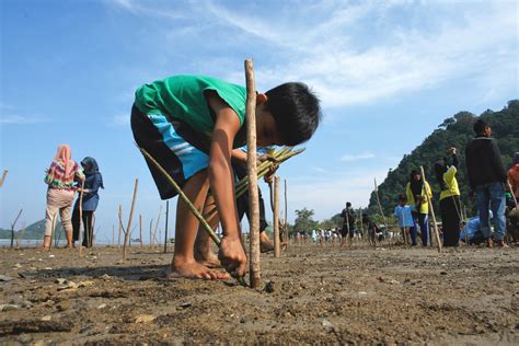 Replanting Mangrove 2018 Asia Pacific Rainforest Summit Photo Competition