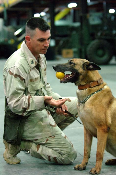 Malinois Military Working Dogs Guard Dog Breeds Military Dogs