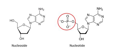 Nucleotides And Nucleic Acids