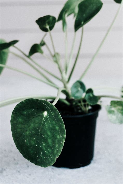 How to revive dead money plant. Chinese money plant (Pilea peperomioides) - houseplant care guide by Revive Nursery | Chinese ...