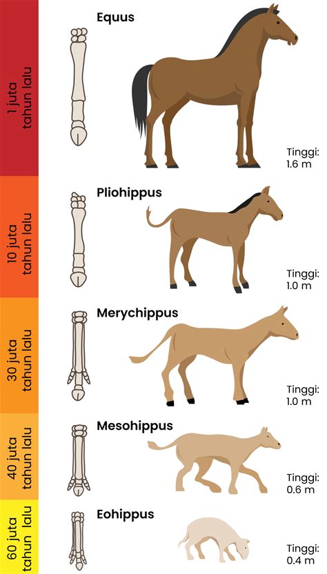 Gambarlah Bagan Evolusi Kuda Berdasarkan Fosil Yan