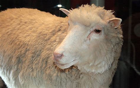 July 5 1996 Dolly The Sheep Is Born The First Mammal Produced By Cloning The Nation