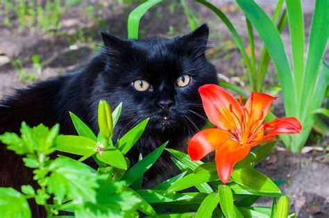 Why Are Lilies Poisonous To Cats A Guide To Poisonous Plants Town