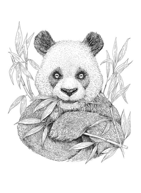 Drawing Panda Bear Chewing Bamboo And Leaves Stock Illustration