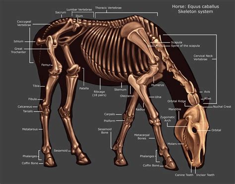 Horse Skeleton By Tikall On Deviantart Дикая лошадь Ветеринария