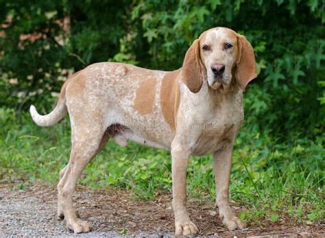 The Redtick Coonhound The American English Coonhound