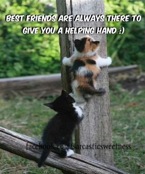 Best Friends Help Each Other Adorable Cats And Other Cuties Pinte