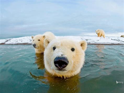Alaska Polar Bear Bing Desktop Wallpaper Preview
