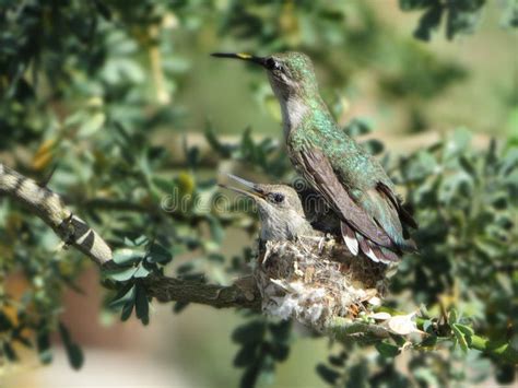 Mother And Baby Hummingbird Chick In A Nest Stock Image Image Of