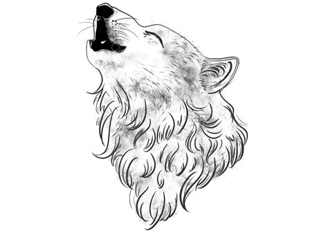 Wolf Howling Drawing Head
