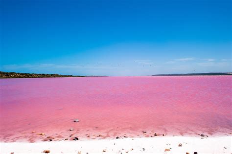 Il Lago Rosa In Australia Dove Si Trova Il Lake Hillier Ohga