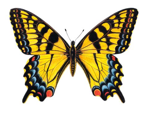 31 Winging These Illustrations Butterfly Drawing Butterfly Painting