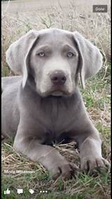 Images of Silver Retriever Puppies For Sale
