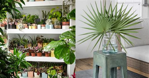 17 Of The Best Places To Buy Houseplants Online Buzzfeed Indoor Plant