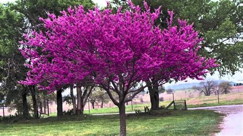 Eastern Red Bud Cercis Canadensis Tennessee Grown 20 Tree Seeds