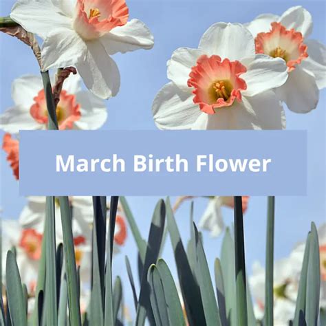 April Birth Flowers Daisy And Sweet Pea Symbolic Meaning Symbolic