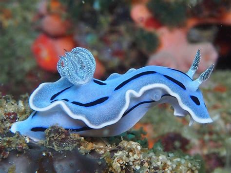 Enchanting Sea Bunnies And Sea Slugs Beautiful Sea Creatures Blue