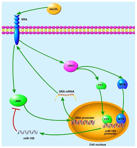 upregulation of mirna 155 expression by oxldl in dendritic cells involves jak1 2 kinase and