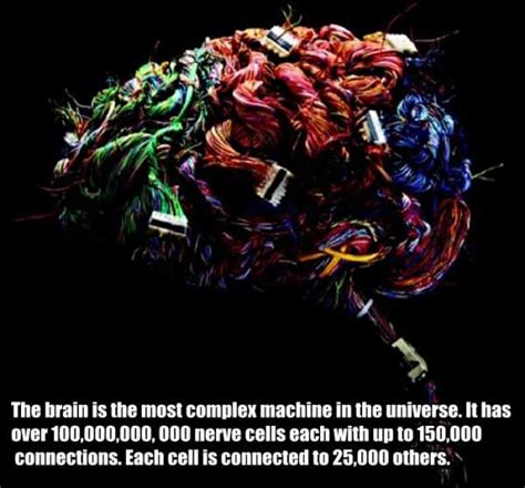 25 Things You Probably Didnt Know About The Human Brain 25 Photos