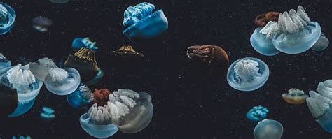 Download Wallpaper 2560x1080 Jellyfish Underwater World Aquarium Dual